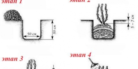 Kada i kako saditi ogrozd u proljeće, ljeto: upute korak po korak, vrijeme, shema, karakteristike plodova